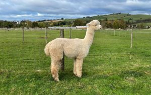 Alpaca gọi vốn 150 triệu USD, định giá 1,15 tỷ USD